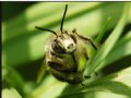 Anthophora plumipes